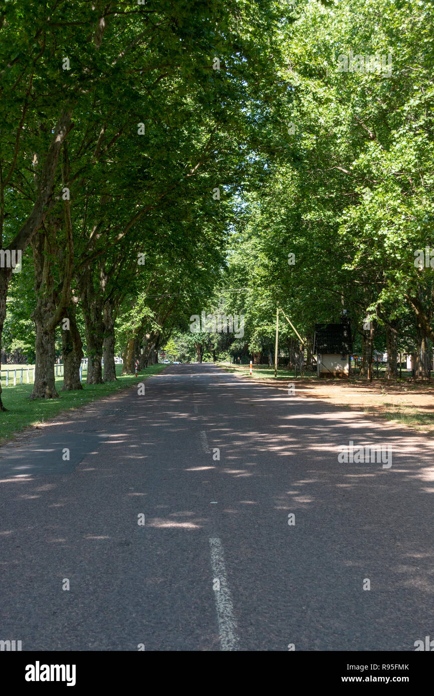 Ein Blick auf eine lange Straße, die hohen Bäume entlang der Seite der Teerstraße Stockfoto