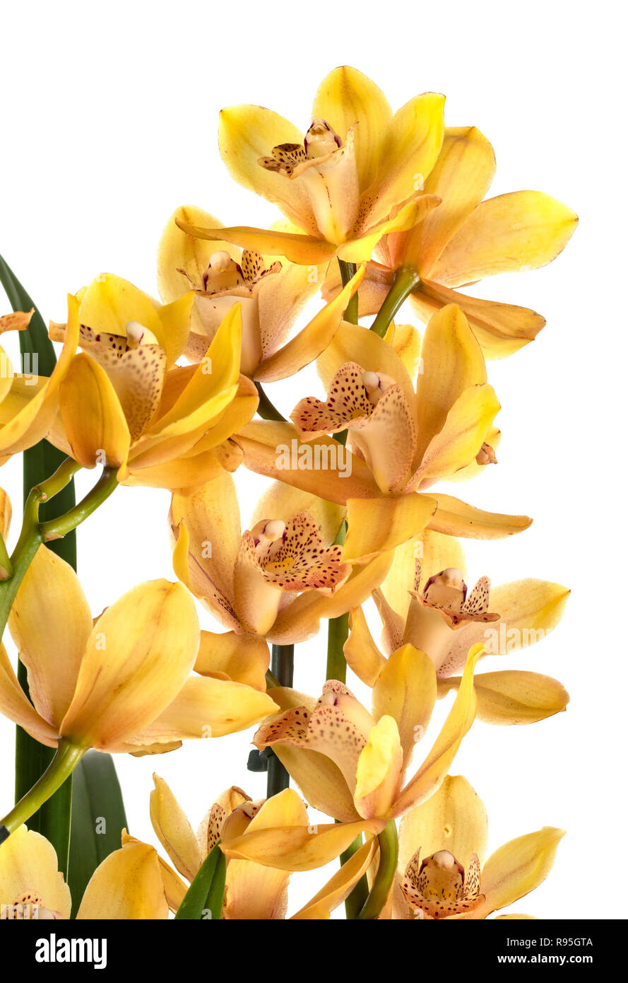 Boot Orchidee vor weißem Hintergrund Stockfoto