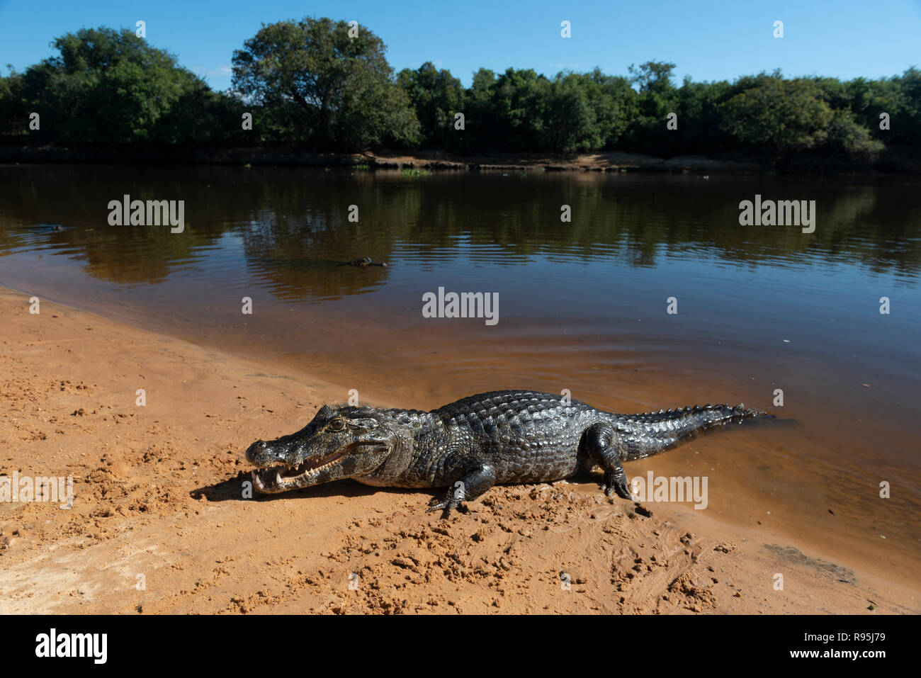 Ein kaiman Servelas auf einem Strand im Süden Pantanal Stockfoto