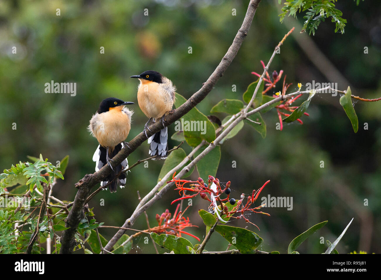 Ein paar Schwarze, schneebedeckten Donacobius im Pantanal Stockfoto