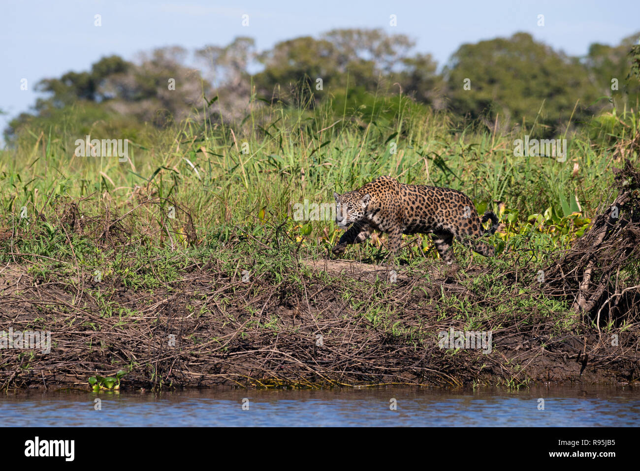 Ein Jaguar aus nördlichen Pantanal Stockfoto