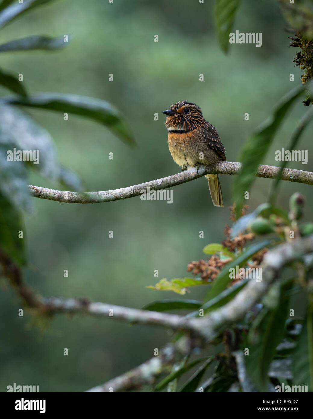 Ein Crescent-chested Puffbird (Malacoptila Striata) vom Atlantischen Regenwald von SE Brasilien Stockfoto