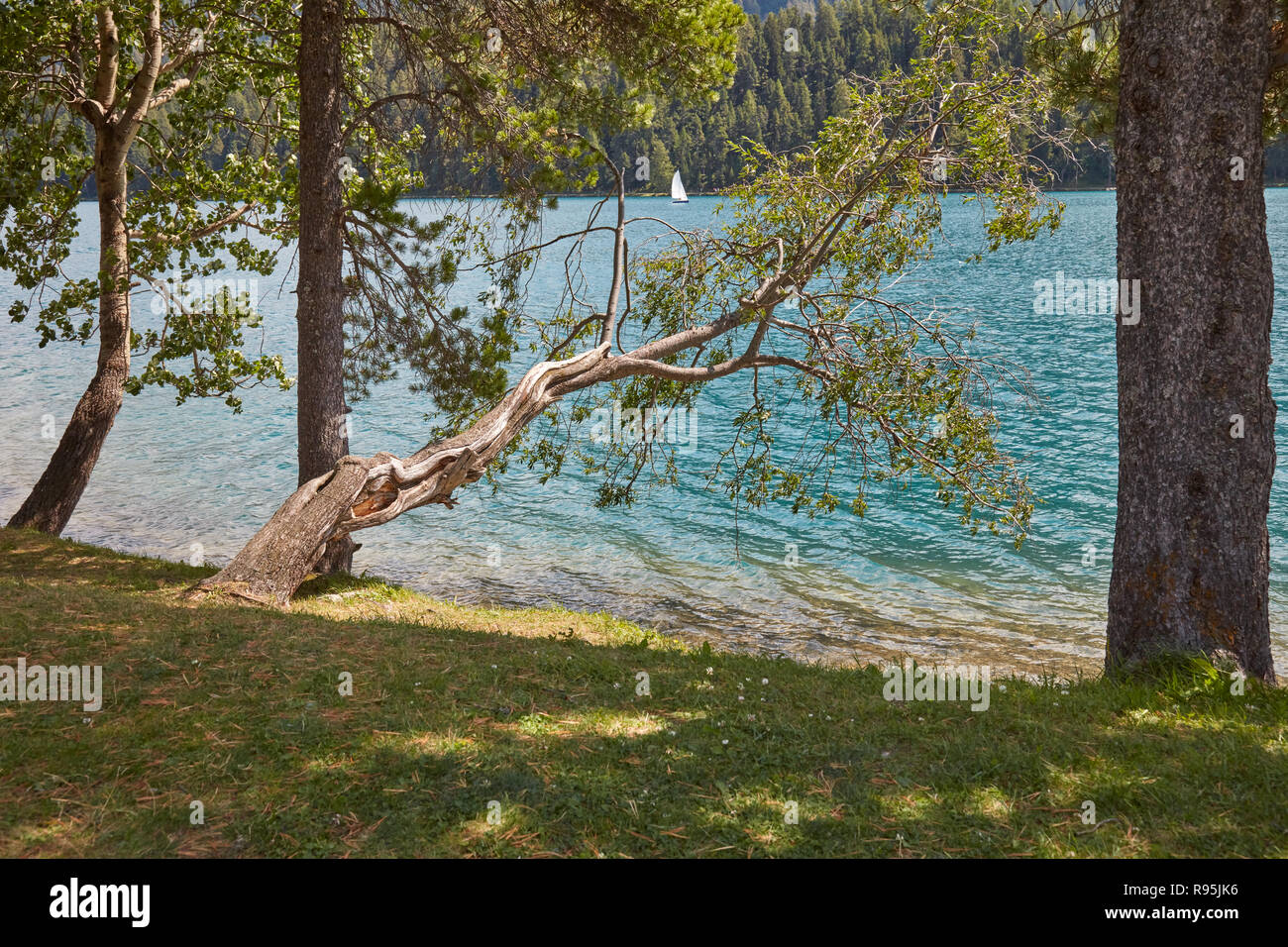 Sankt Moritz Blue Lake mit Segel Boot und Pinienwald in einem sonnigen Sommertag, Schweiz Stockfoto