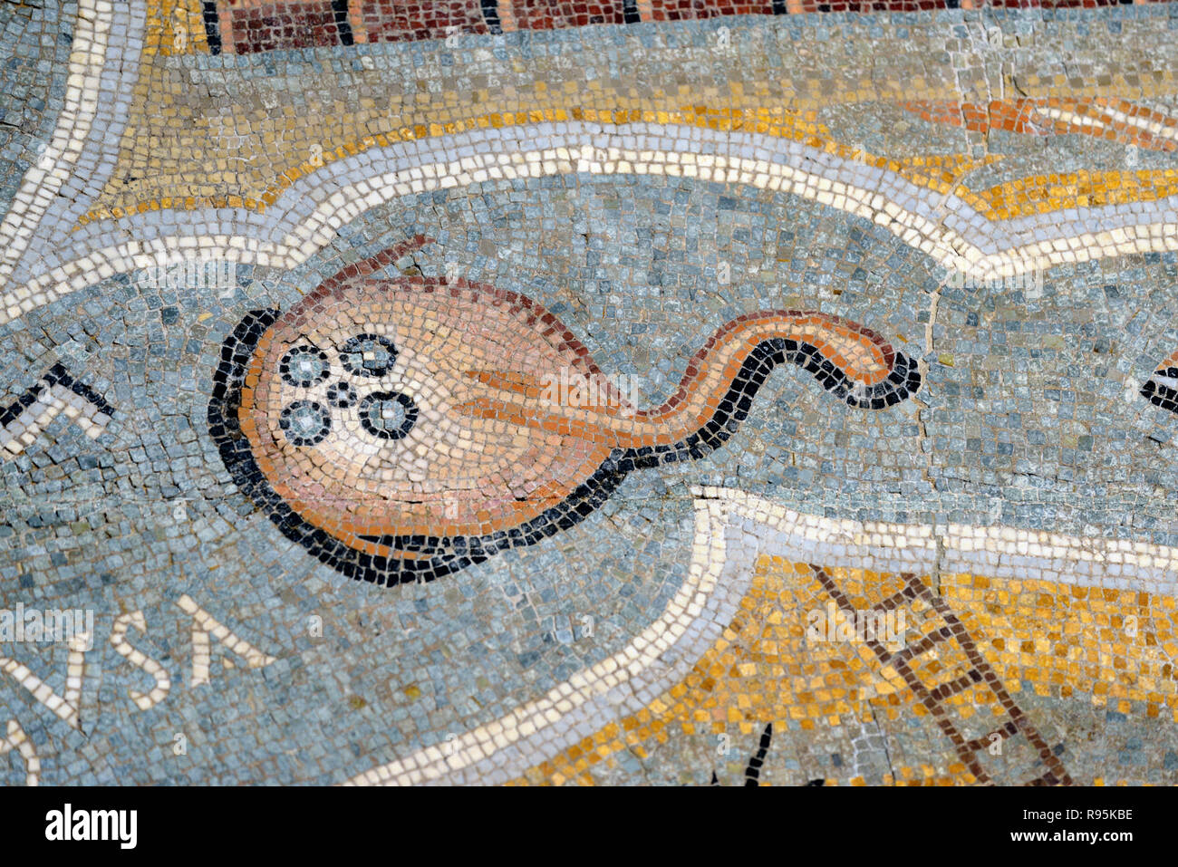 Detail der Römischen Fußbodenmosaik (c3 rd-c 4.) von elektrischen Ray oder Sting Ray Fisch auf mediterranen Meeresgrund aus der antiken römischen Stadt Ammaedara Haidra Tunesien Stockfoto