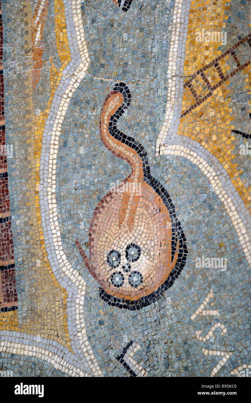 Detail der Römischen Fußbodenmosaik (c3 rd-c 4.) von elektrischen Ray oder Sting Ray Fisch auf mediterranen Meeresgrund aus der antiken römischen Stadt Ammaedara Haidra Tunesien Stockfoto
