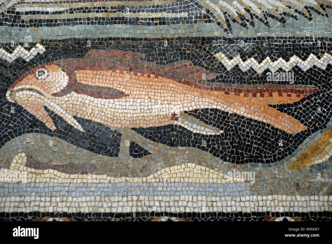 Detail der Römischen Fußbodenmosaik (c3 rd-c 4.) der Fische auf der mediterranen Meeresgrund aus der antiken römischen Stadt Ammaedara Haidra Tunesien Stockfoto