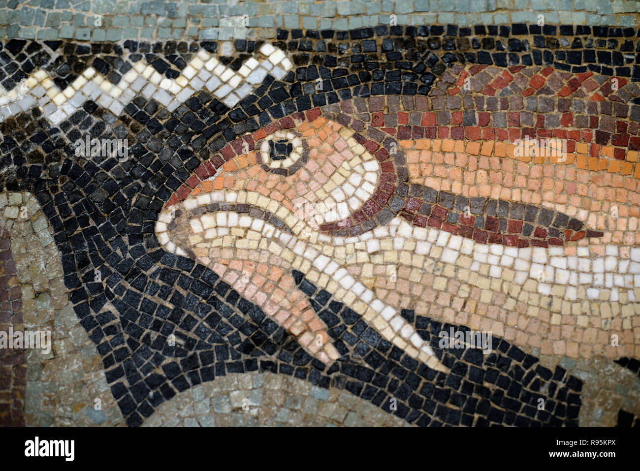 Detail der Römischen Fußbodenmosaik (c3 rd-c 4.) der Fische auf der mediterranen Meeresgrund aus der antiken römischen Stadt Ammaedara Haidra Tunesien Stockfoto