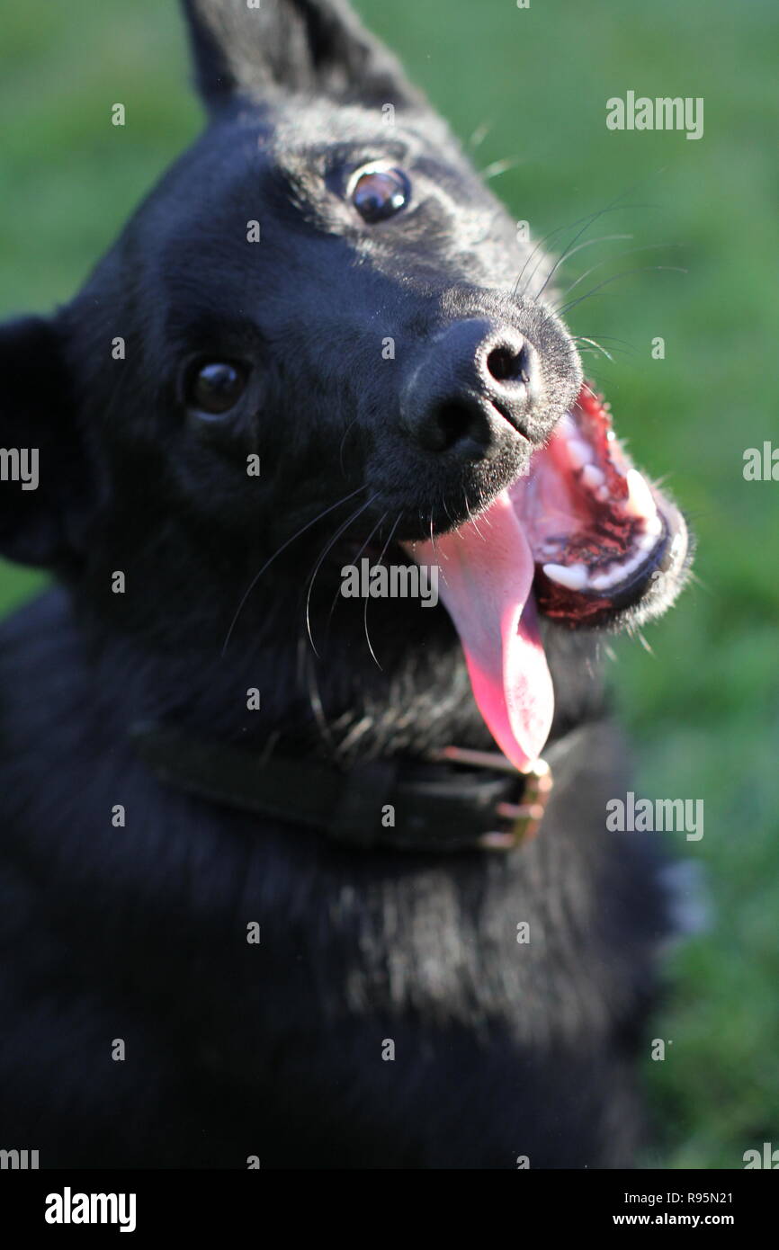 Glücklicher Hund mit einem grossen Lächeln Stockfoto