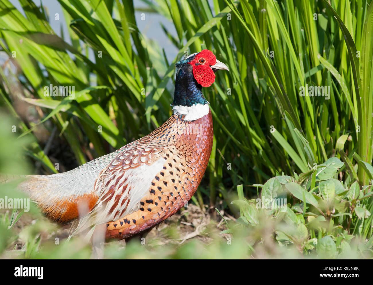 Gemeinsame Fasan, ring-necked Fasan Phasianus colchicus, männlich, Stockfoto