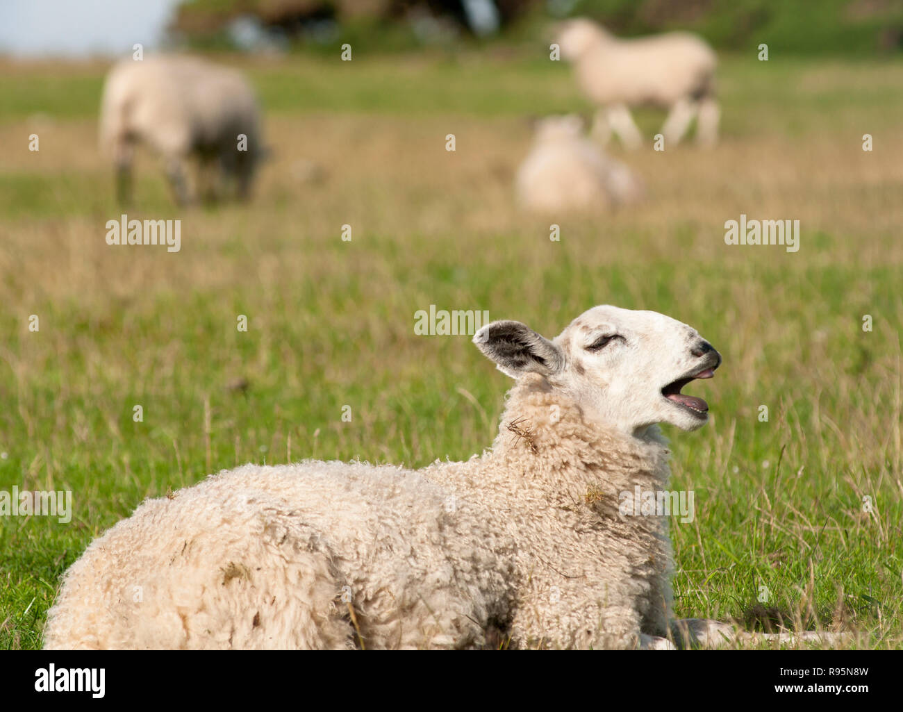Lustige Schafe blöken in einem Feld in Northumberland, England Stockfoto