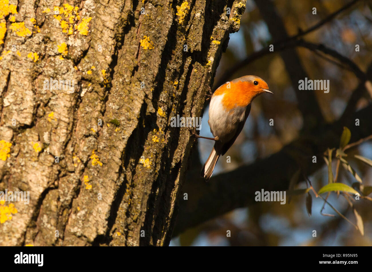 Eine europäische Rotkehlchen, Erithacus rubecula in Wäldern, Großbritannien Stockfoto