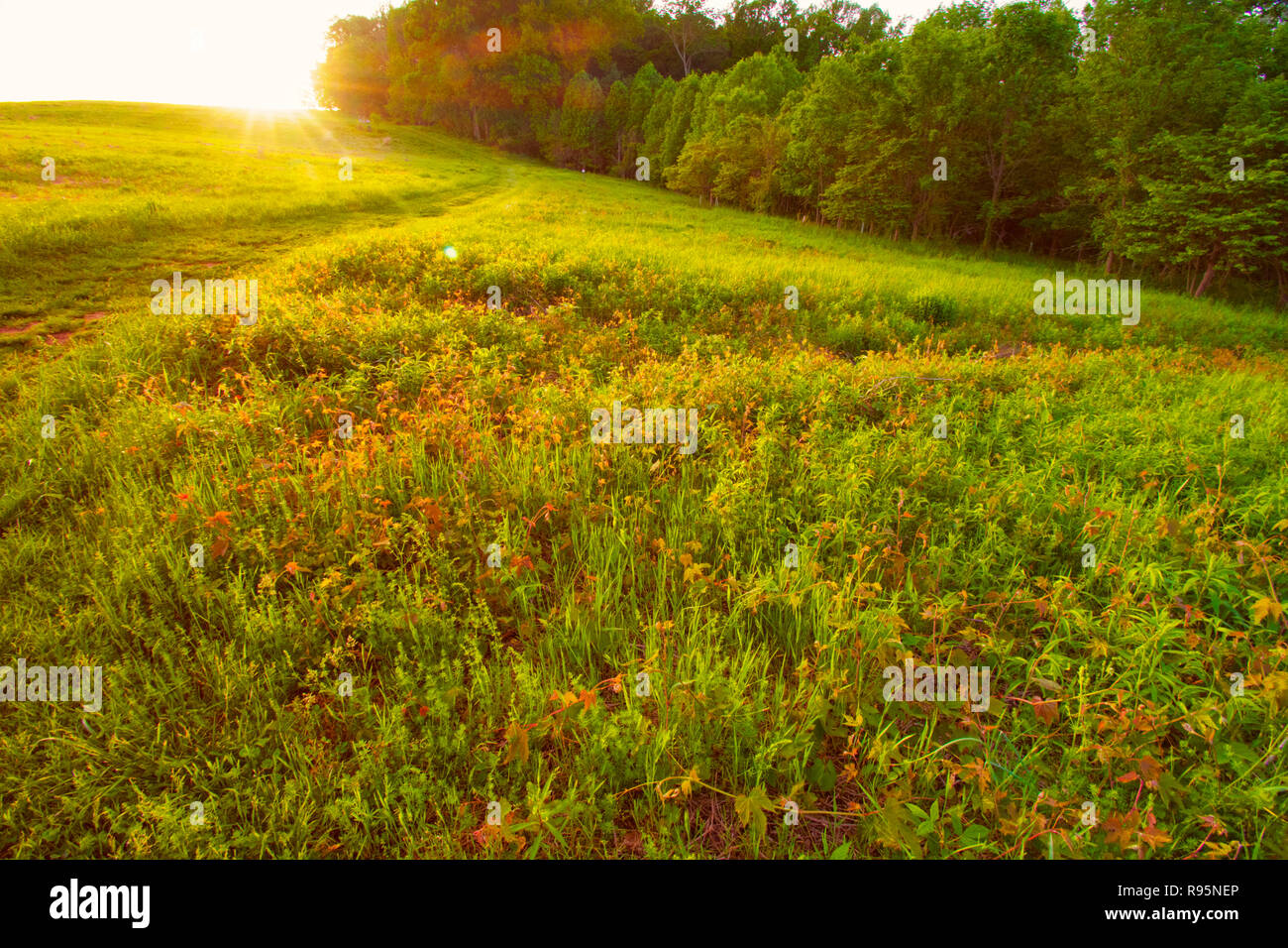 Ende Tag Sonne, Wiese Hilltop Stockfoto