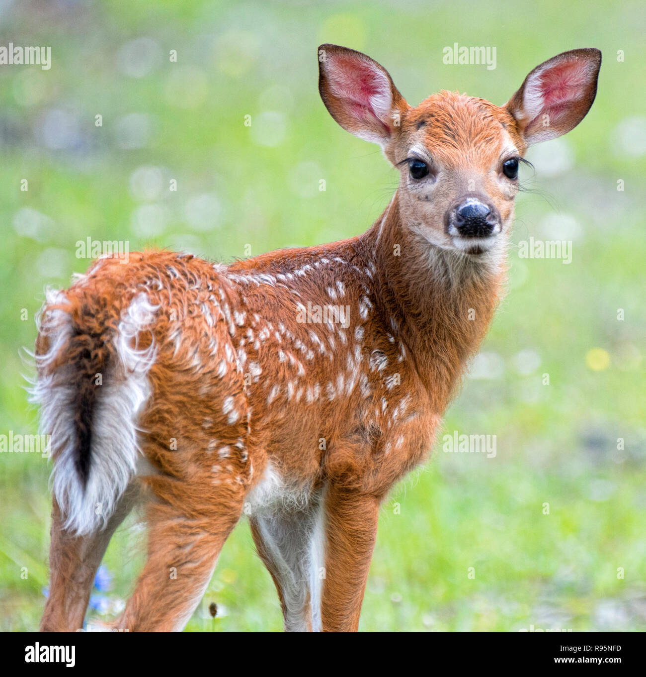 Weiß - angebundene Rotwild Fawn Stockfoto