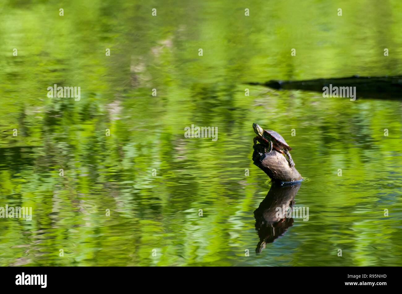 Kleine Kanada, Minnesota. Gervais Mill Park. Western gemalte Schildkröte, Chrysemys picta bellii, sitzend auf einem Baumstamm im Park. Stockfoto