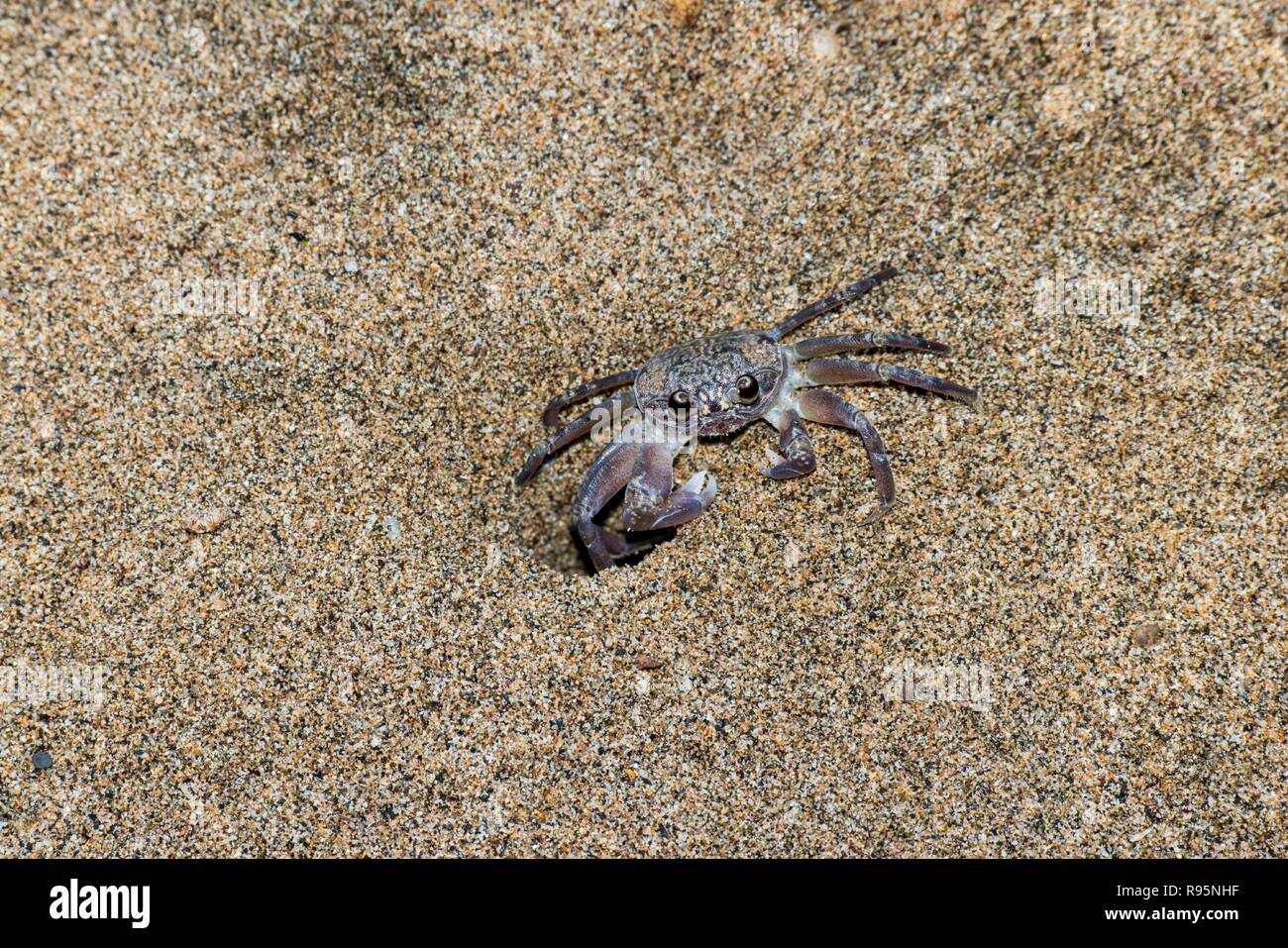 Maui, Hawaii. Ghost crab am Strand in Lahaina. Stockfoto