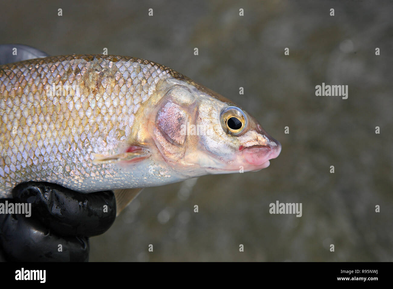 Fliegenfischer hält einen frisch gefangenen Bergweißfisch auf dem Salmon River in Idaho, USA Stockfoto