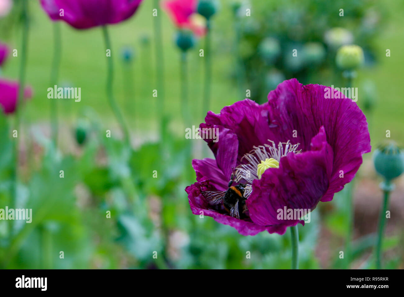 Schöne Mohn Blumen mit lebendigen Farben in einem Garten Stockfoto