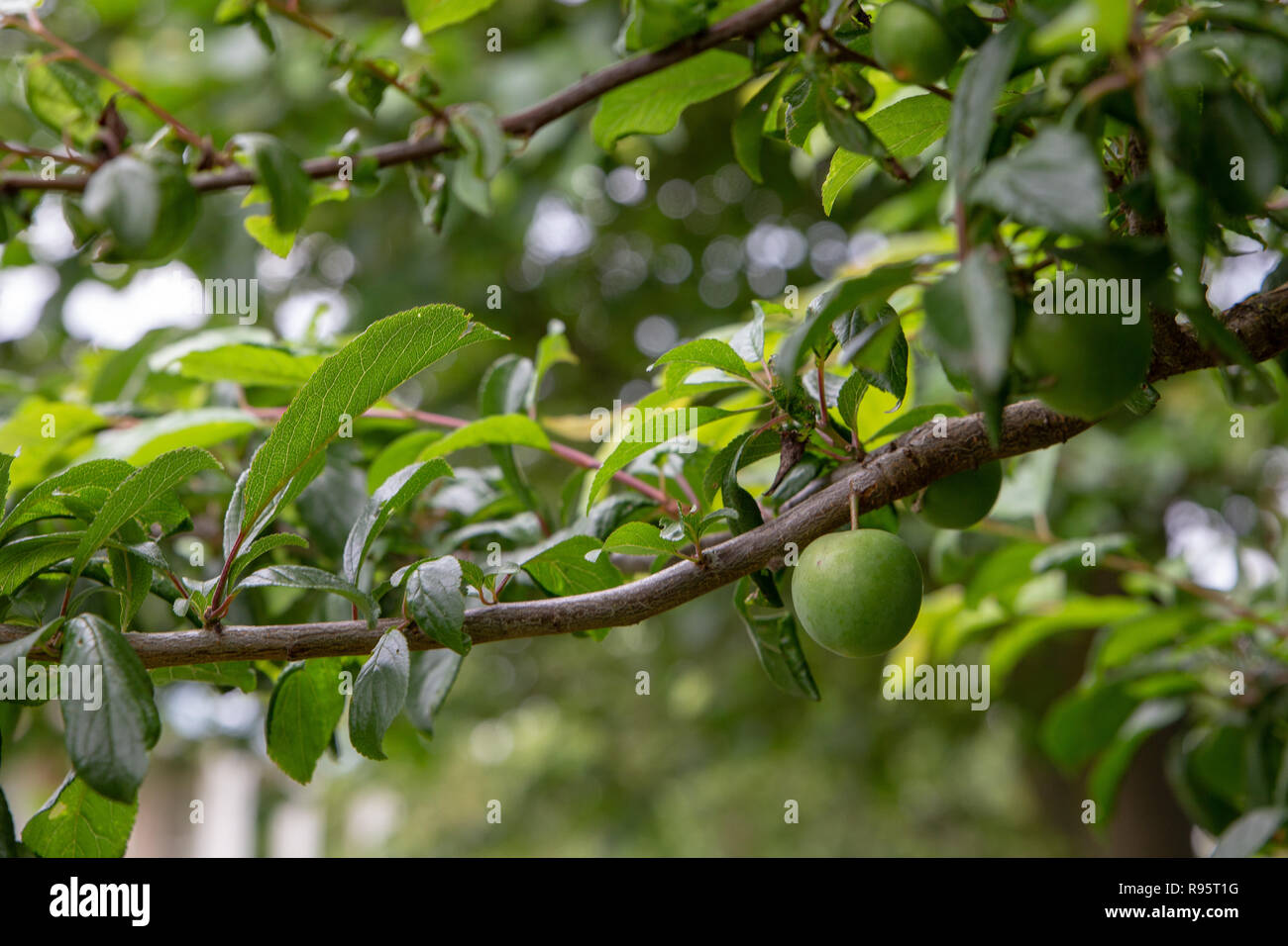 Unreife grüne Pflaumen wachsen auf einem pflaumenbaum in einem organischen Orchard Stockfoto