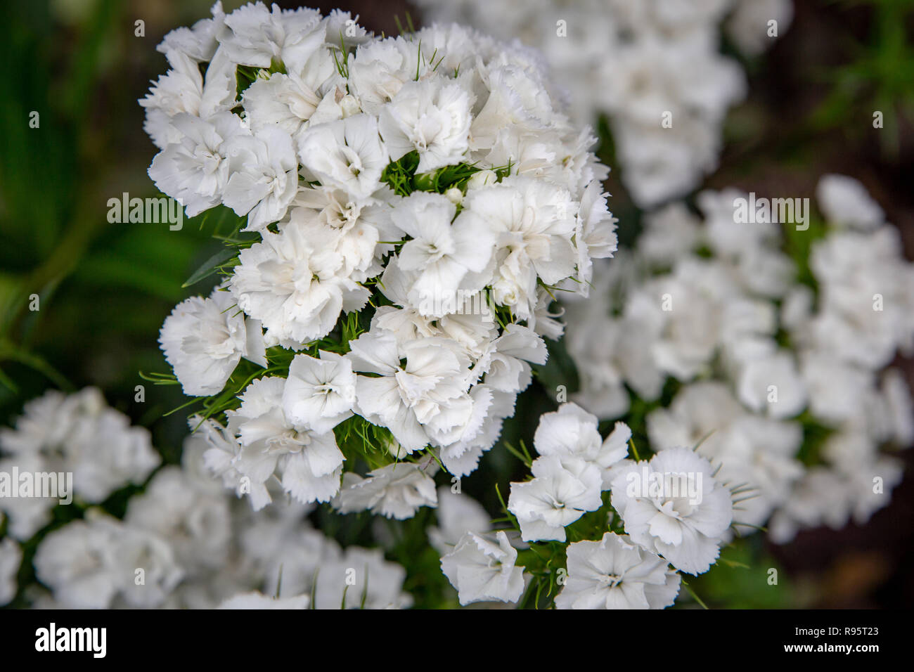 Titel White Sweet William wächst in einem Garten, bietet einen wunderbaren Duft Stockfoto
