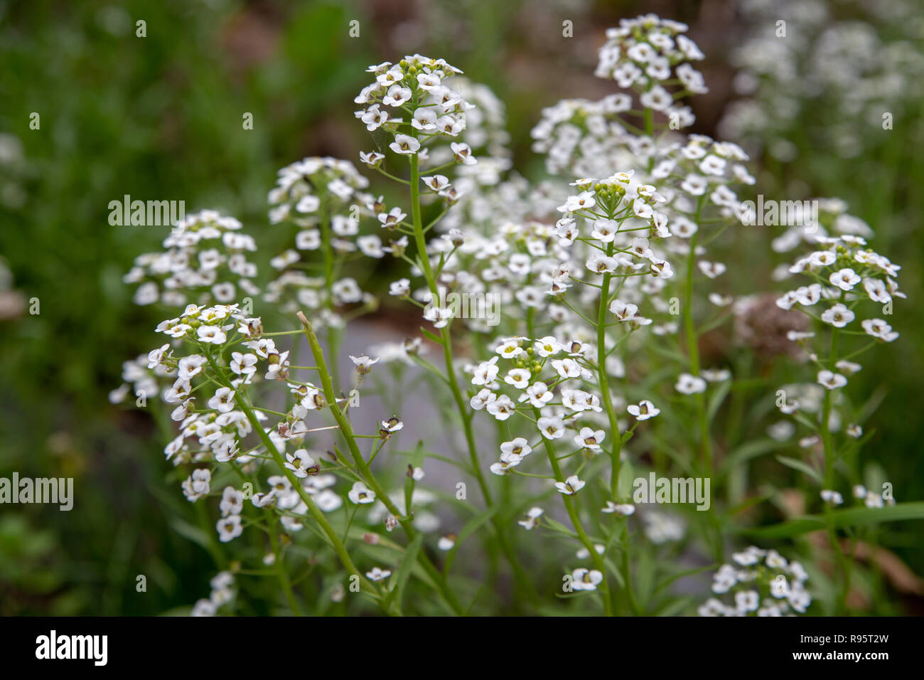 Alyssum wächst in einem organischen Garten als Begleiter und ist vorteilhaft für Insekten Stockfoto