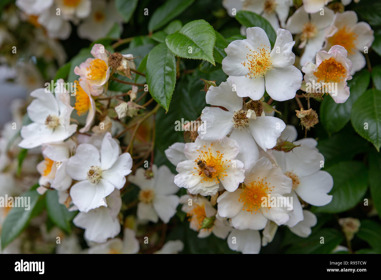 Hochzeitstag Kletterrose ist ein reicher Landwirt, Blüte in riesigen, duftenden Clustern Stockfoto