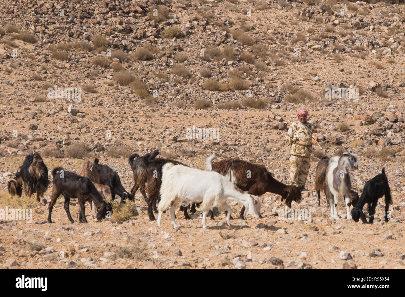 Bedouin Hirt, Jordanien Stockfoto