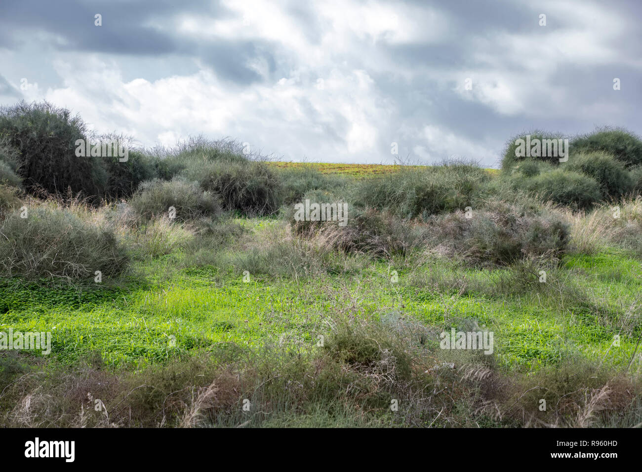Felder abgedeckt mit grünem Gras und Büsche entlang der Kanten unter einem Himmel mit Gewitterwolken. Landschaft Stockfoto