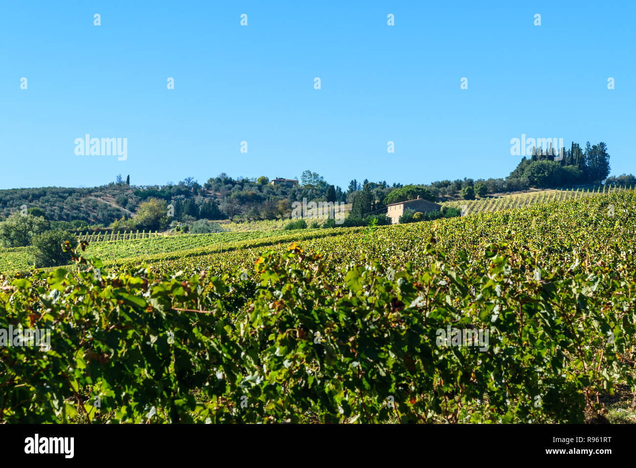 Weinberg im Chianti Region. Toskana Landschaft. Italien Stockfoto