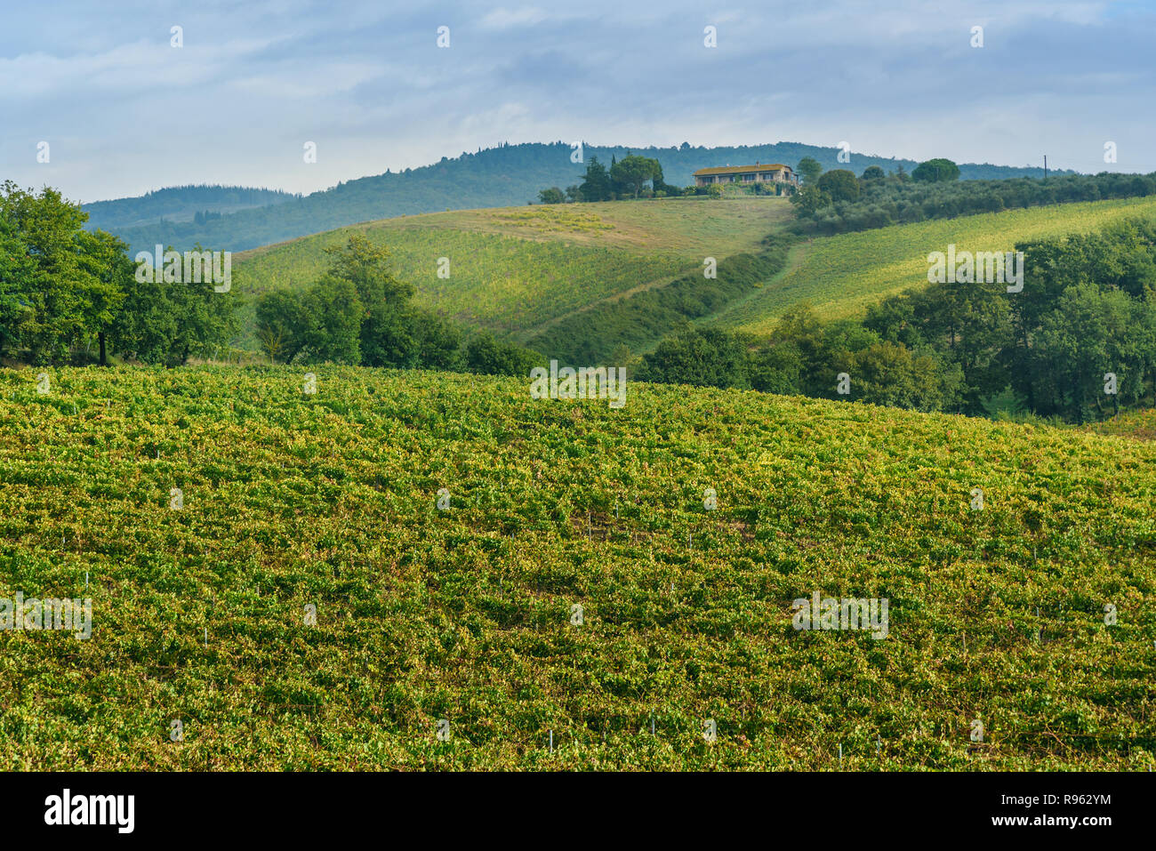 Weinberg im Chianti, in der Provinz von Siena. Toskana Landschaft. Italien Stockfoto