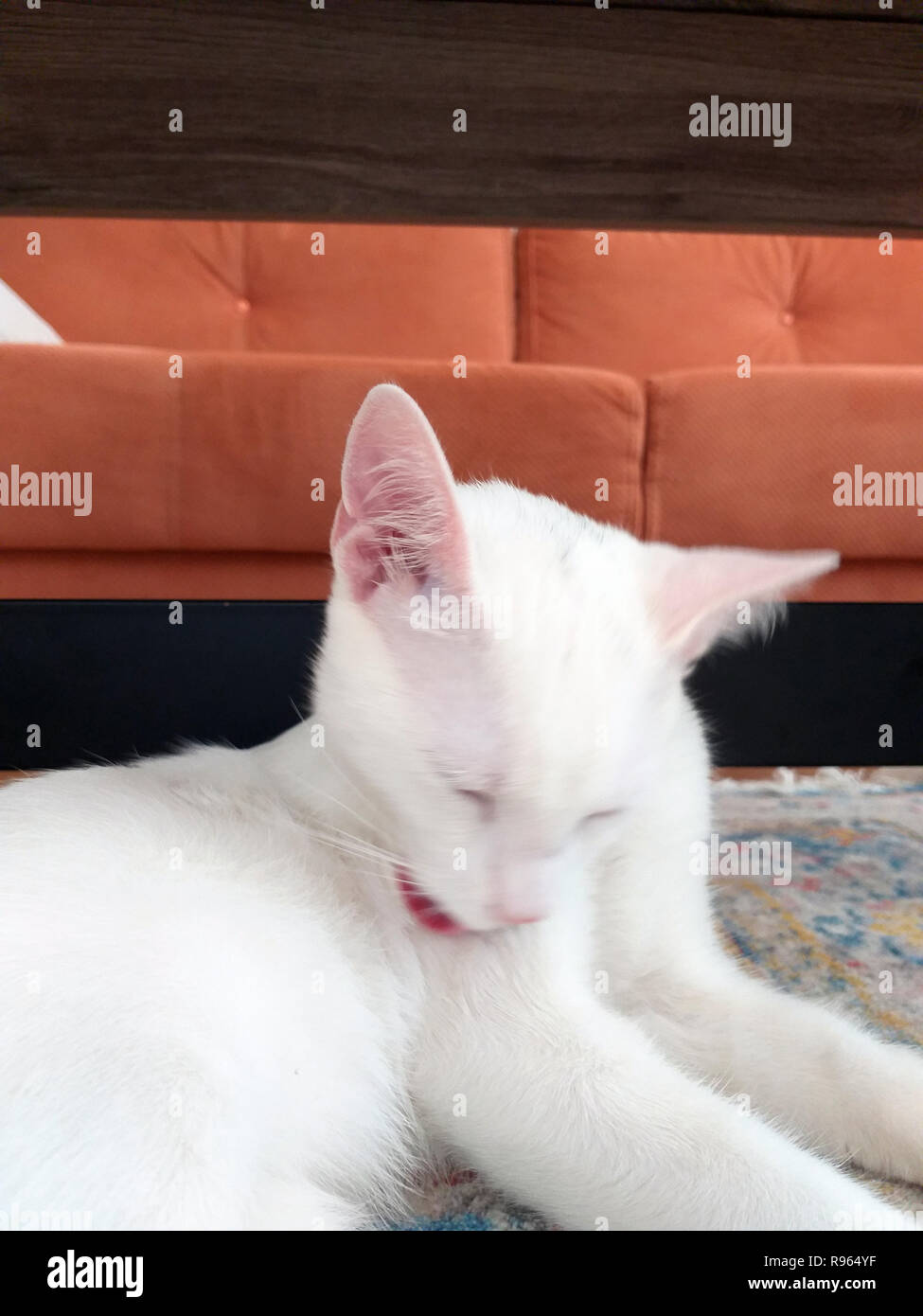 Exotic Shorthair kitten isoliert, bei Camera suchen Stockfoto