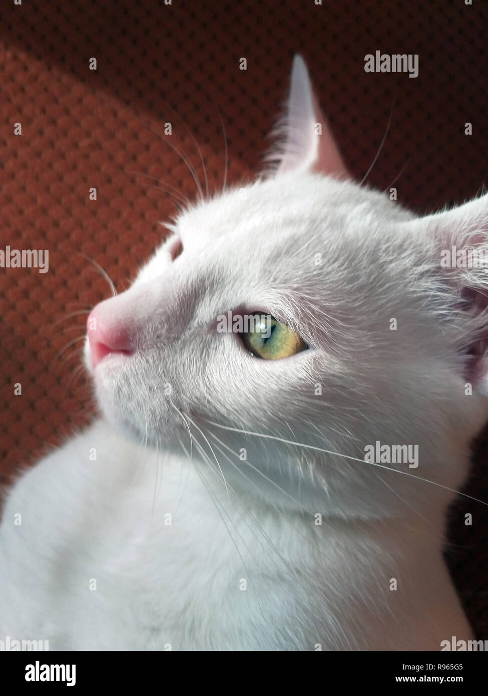 Exotic Shorthair kitten isoliert, bei Camera suchen Stockfoto