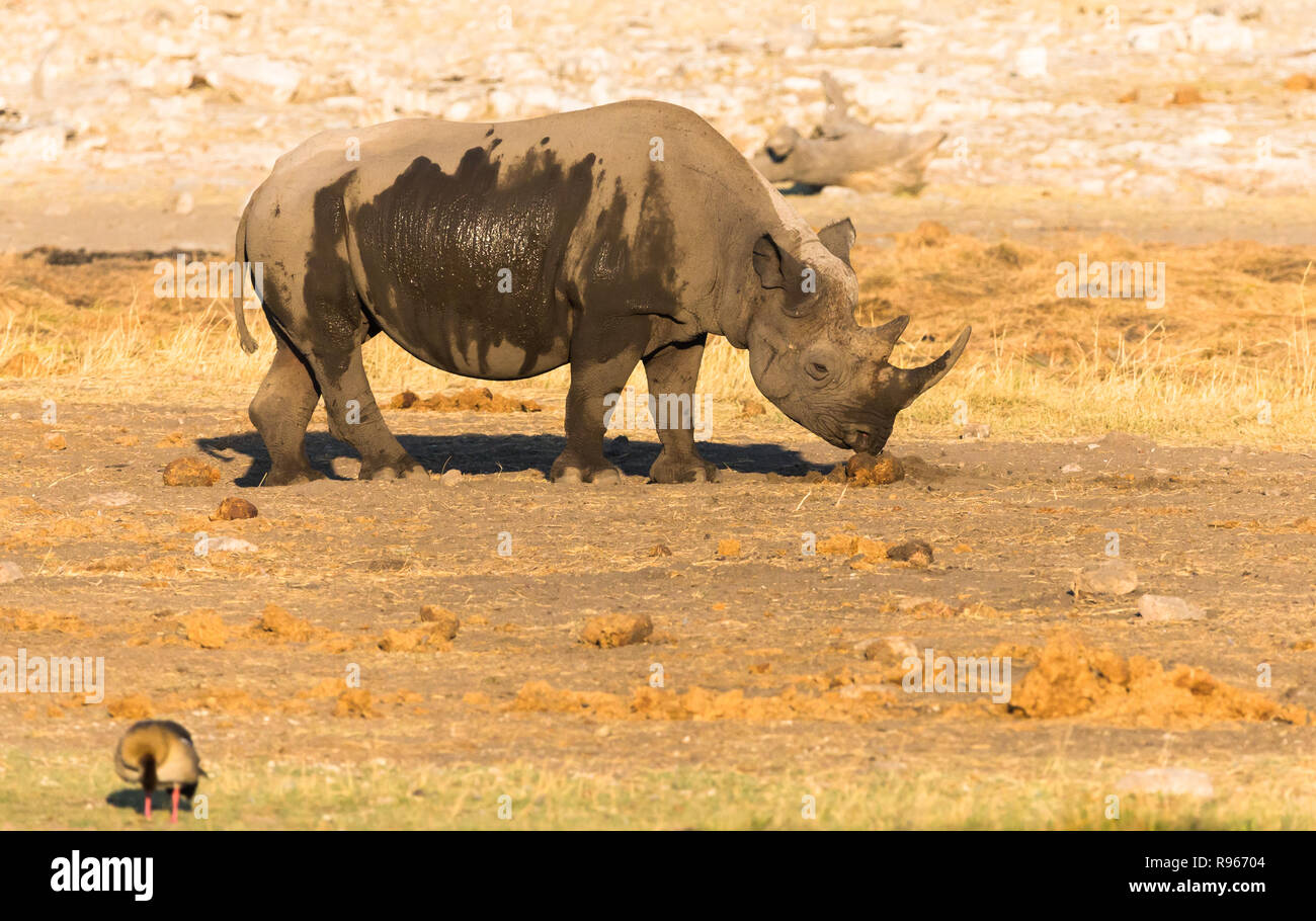 White Rhino oder Rhinozeros mit Schlamm auf seiner Seite riecht dung ein Midden in Etosha Nationalpark in Namibia Stockfoto