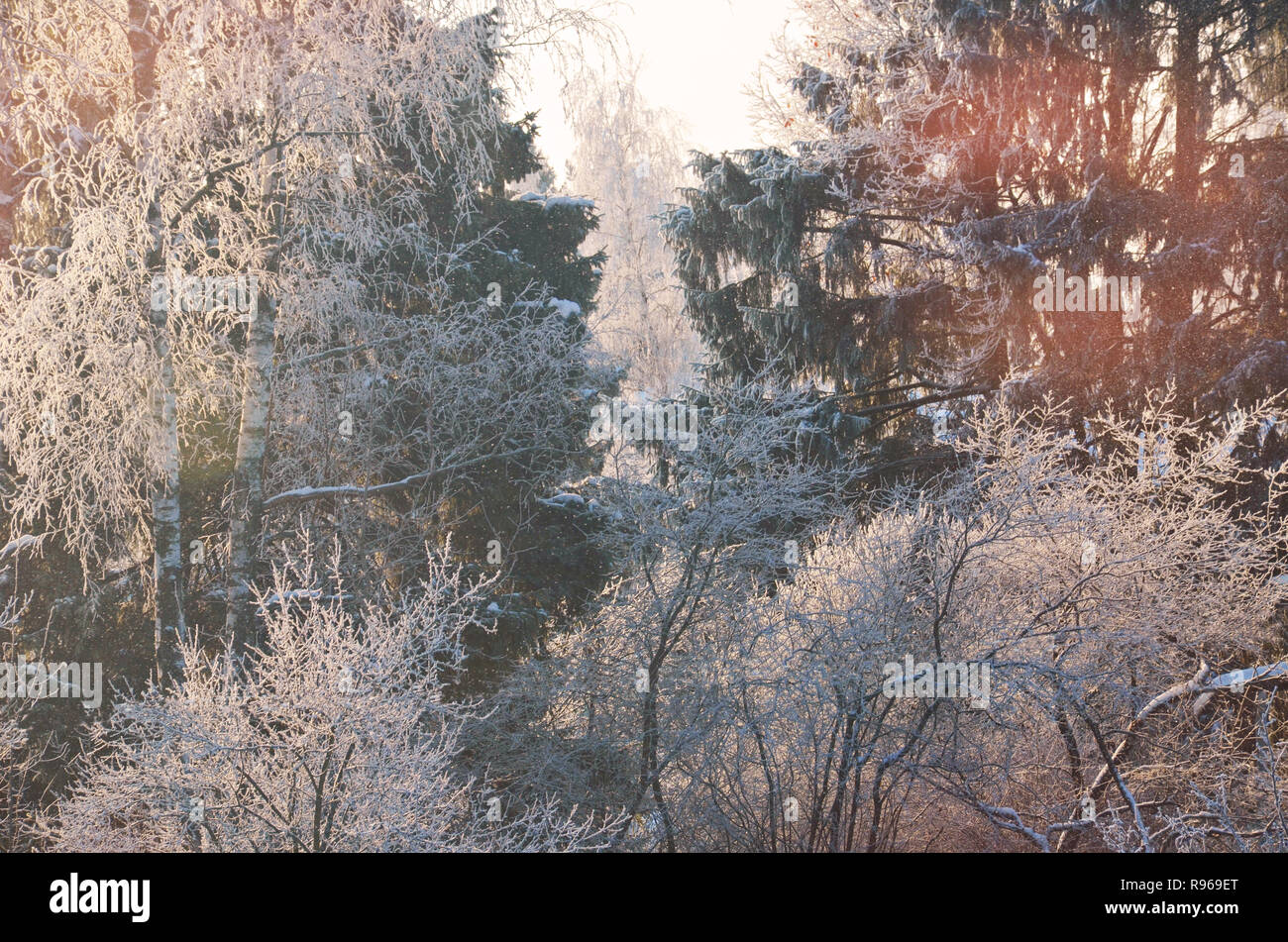 Stock Bild. Zweige von Bäumen und Sträuchern in rime Eis. Winter sonniger Wald landschaft. Stockfoto