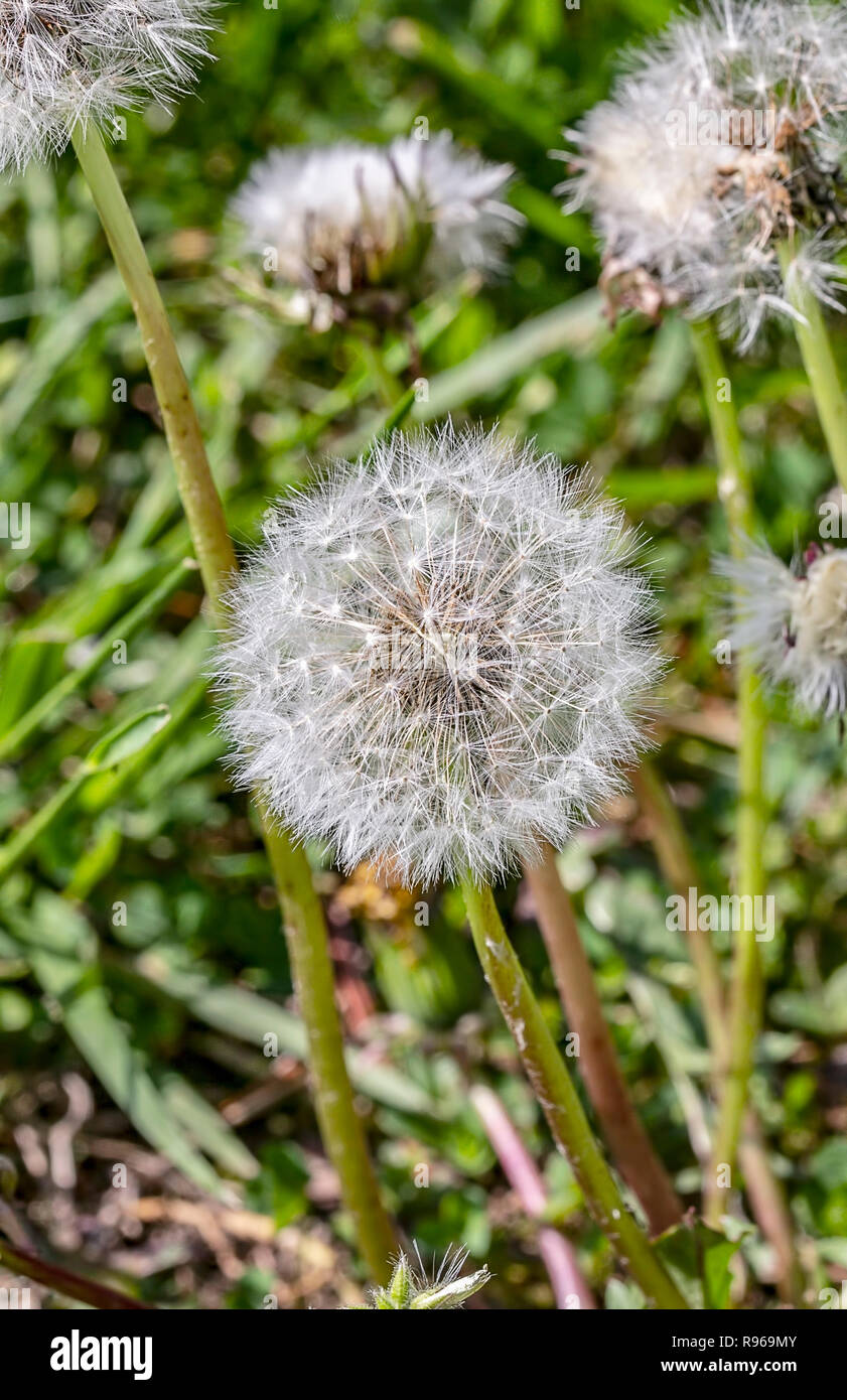 Löwenzahn Samen Kopf Stockfoto