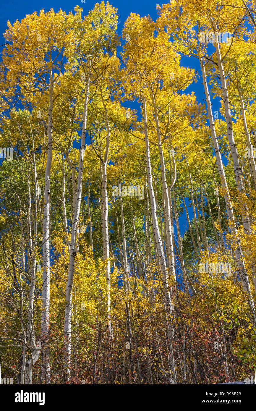 Einen bunten stand von golden Apsen Bäume aus Osten Dallas Road in der Uncompaghre National Forest in der Nähe von Woodford, Colorado. Stockfoto