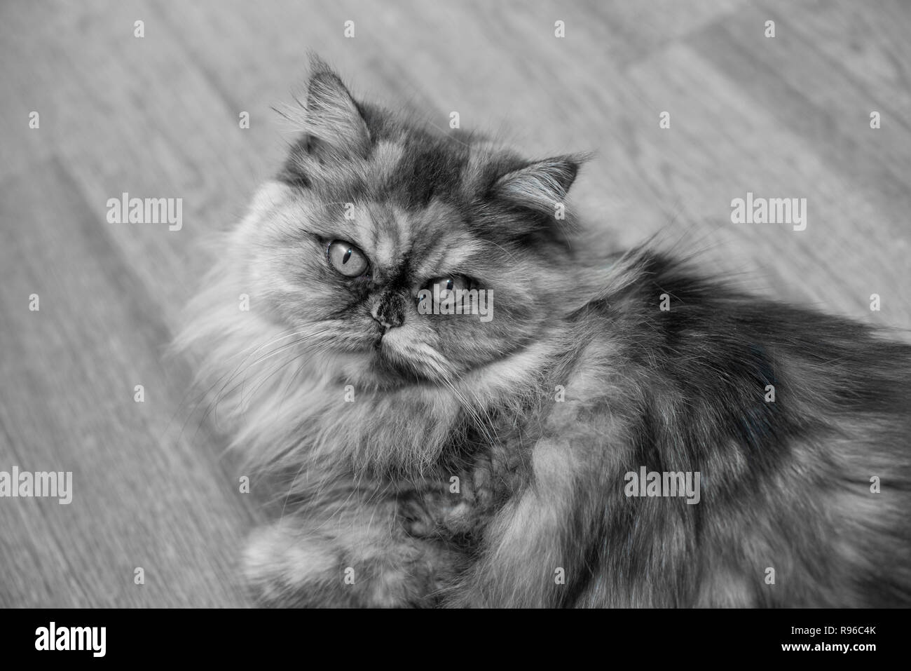 Flauschige schwarz-weiß Persischen Katze auf Holz- Hintergrund. Schönes Haus, langhaarige junge Katze Stockfoto