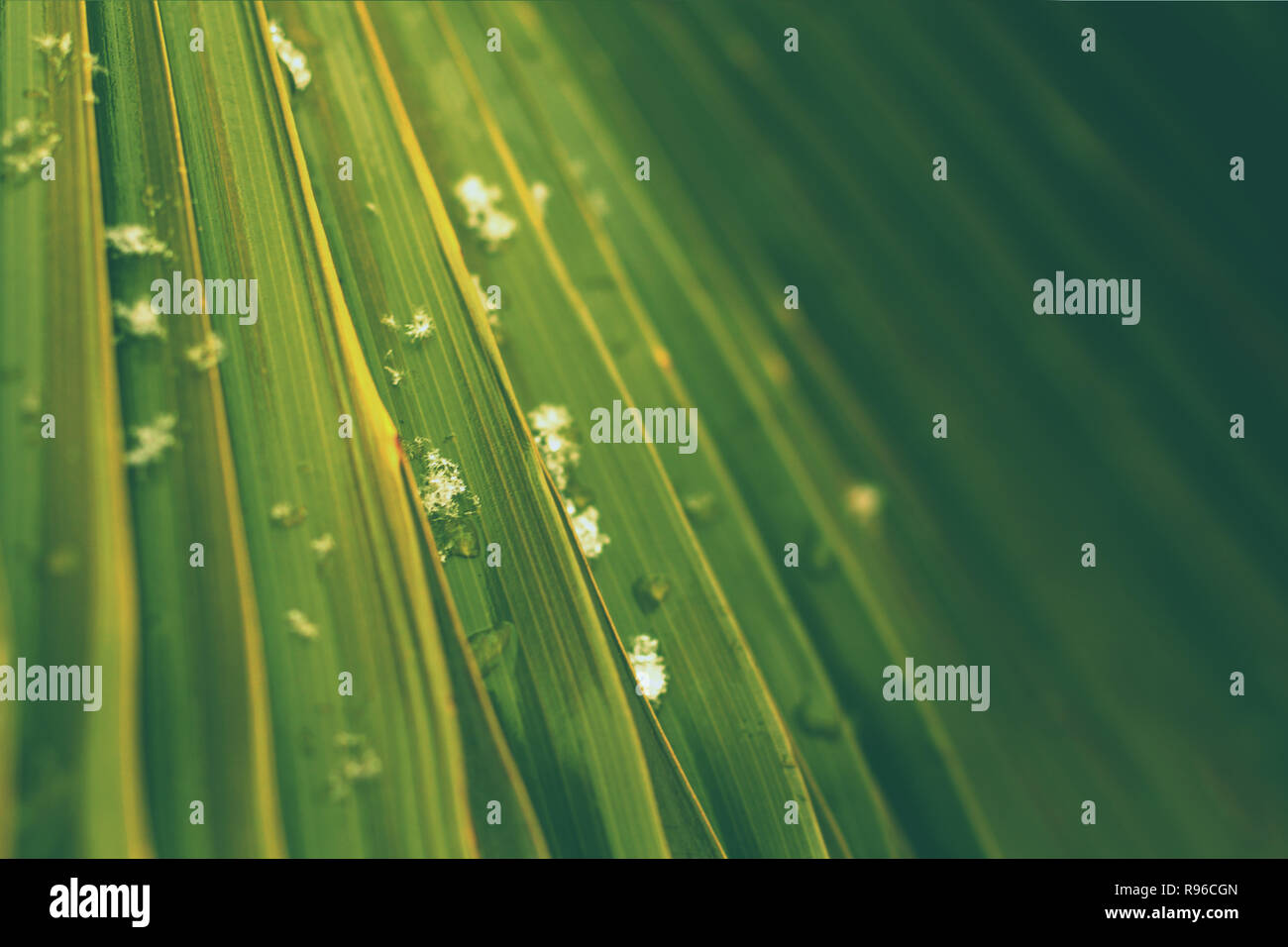 Palm Leaf Nahaufnahme mit Schneeflocken und Wassertropfen Stockfoto