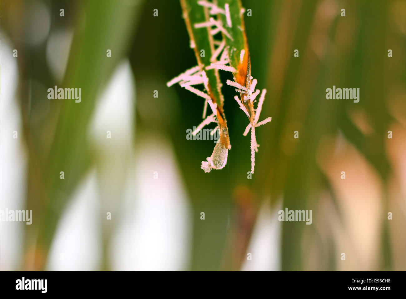 Gefrorene palm leaf Nahaufnahme Stockfoto