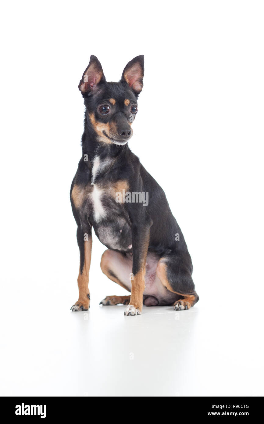 Sitzung schwarz Toy Terrier Hund Vorderansicht beiseite, isoliert Stockfoto