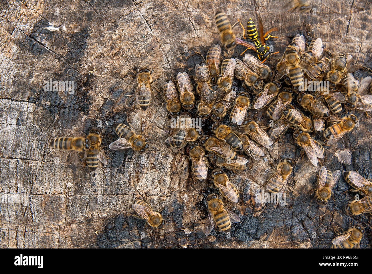 Nahaufnahme der Bienen und Wespen ausschwärmen auf Honig fällt. Honig tropfen auf vintage Holz- Hintergrund und Schärmen Insekten auf. Stockfoto