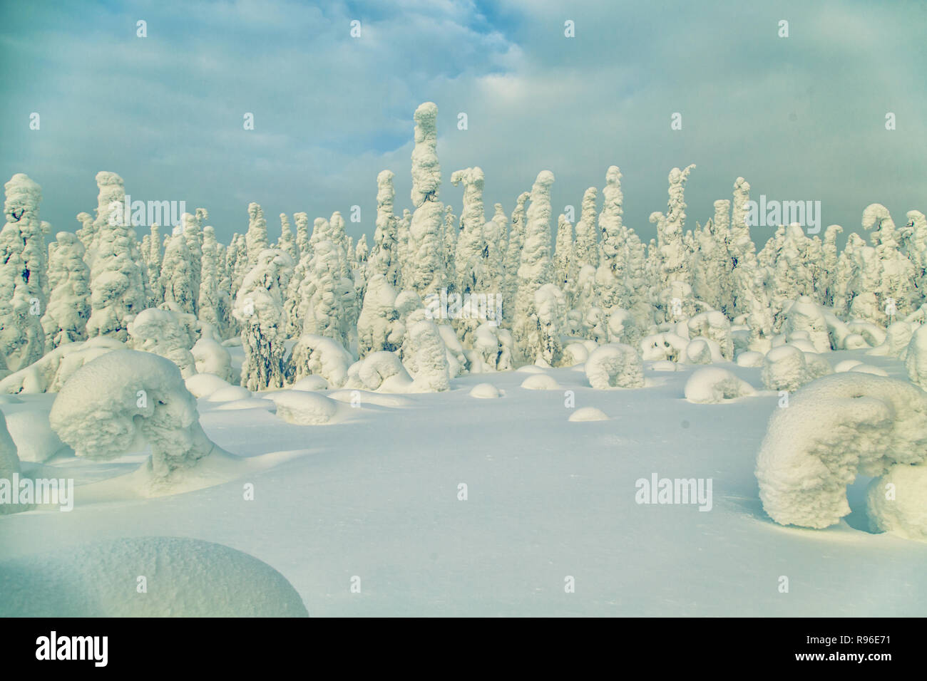 Herrliche Winterlandschaft mit Schnee bedeckten Bäumen. Norden Karelien, Russland. Stockfoto