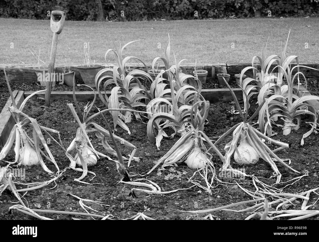 Zwiebeln wachsen in einer Zuteilung Northumberland, England Stockfoto