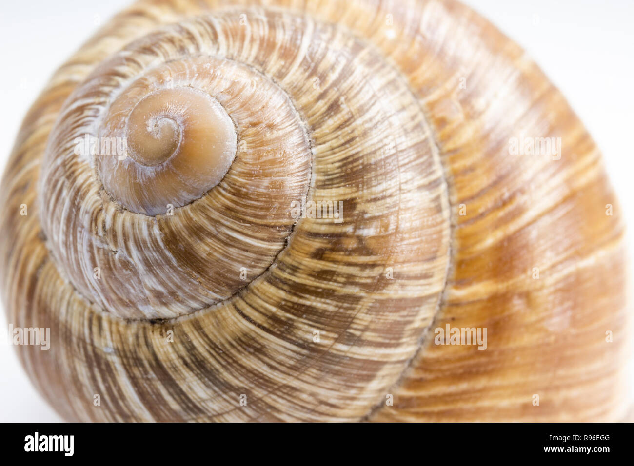 Leer Roman Schnecke Helix pomatia Shell close-up. Stockfoto