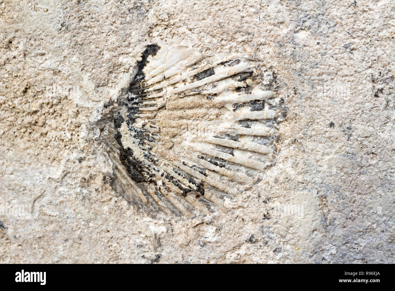 Sea Shell in Kalkstein in der Heiligen Dreifaltigkeit Statue in Sopron, Ungarn gebaut. Der Stein wurde vor 15 Millionen Jahren gebildet. Stockfoto