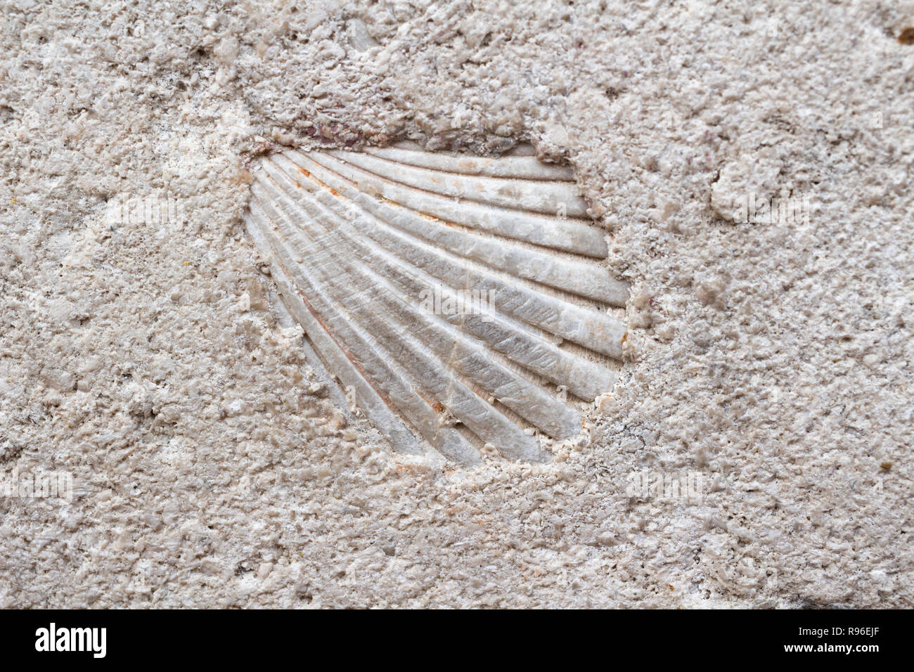 Sea Shell in Kalkstein in eine Statue errichtet. Der Stein wurde vor 15 Millionen Jahren gebildet. cockle Stockfoto