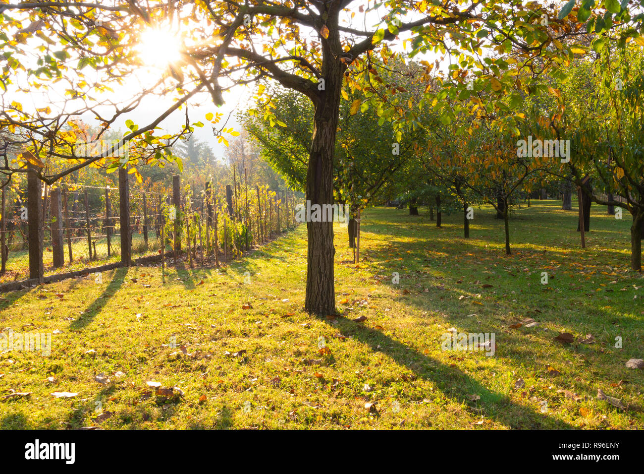 Orchard in der Morgensonne im Herbst. Im Zentrum einer Walnuss Baum steht Stockfoto