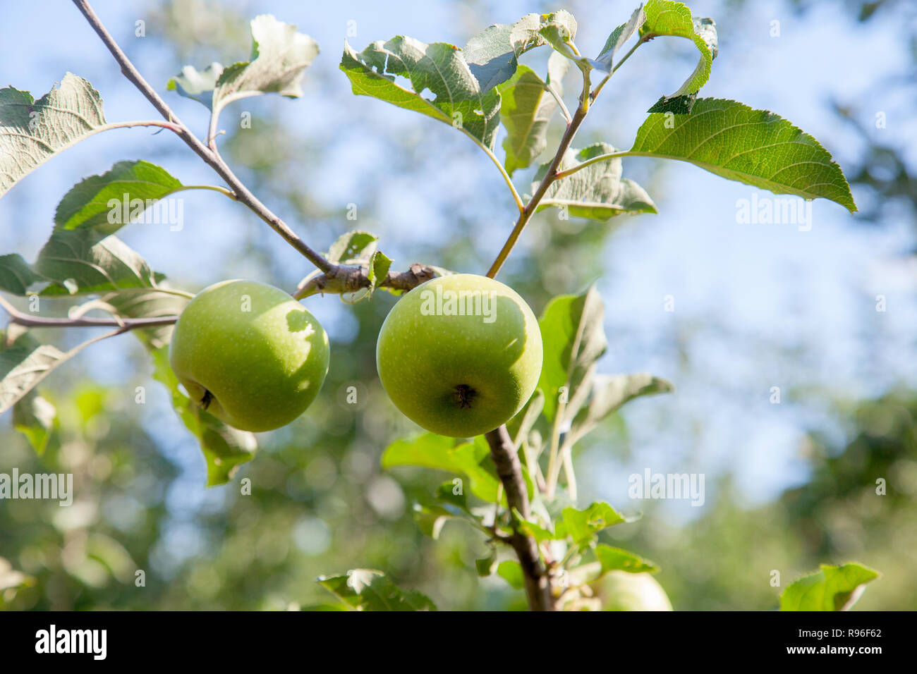 Nahaufnahme der Ast mit organischen Apple auf Zweig, Früchte im Obstgarten reif für die Ernte. Stockfoto