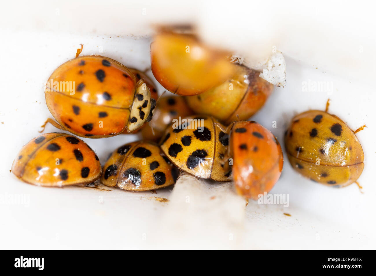 Asiatische ladybeetles - Harmonia axyridis - auf der Suche nach Schutz in die Lücken des Fensters vor dem Winter Stockfoto
