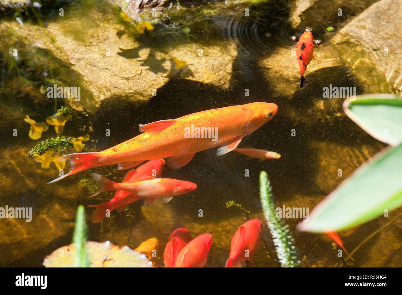 Garten goldfisch Fotos und Bildmaterial in hoher Auflösung Alamy