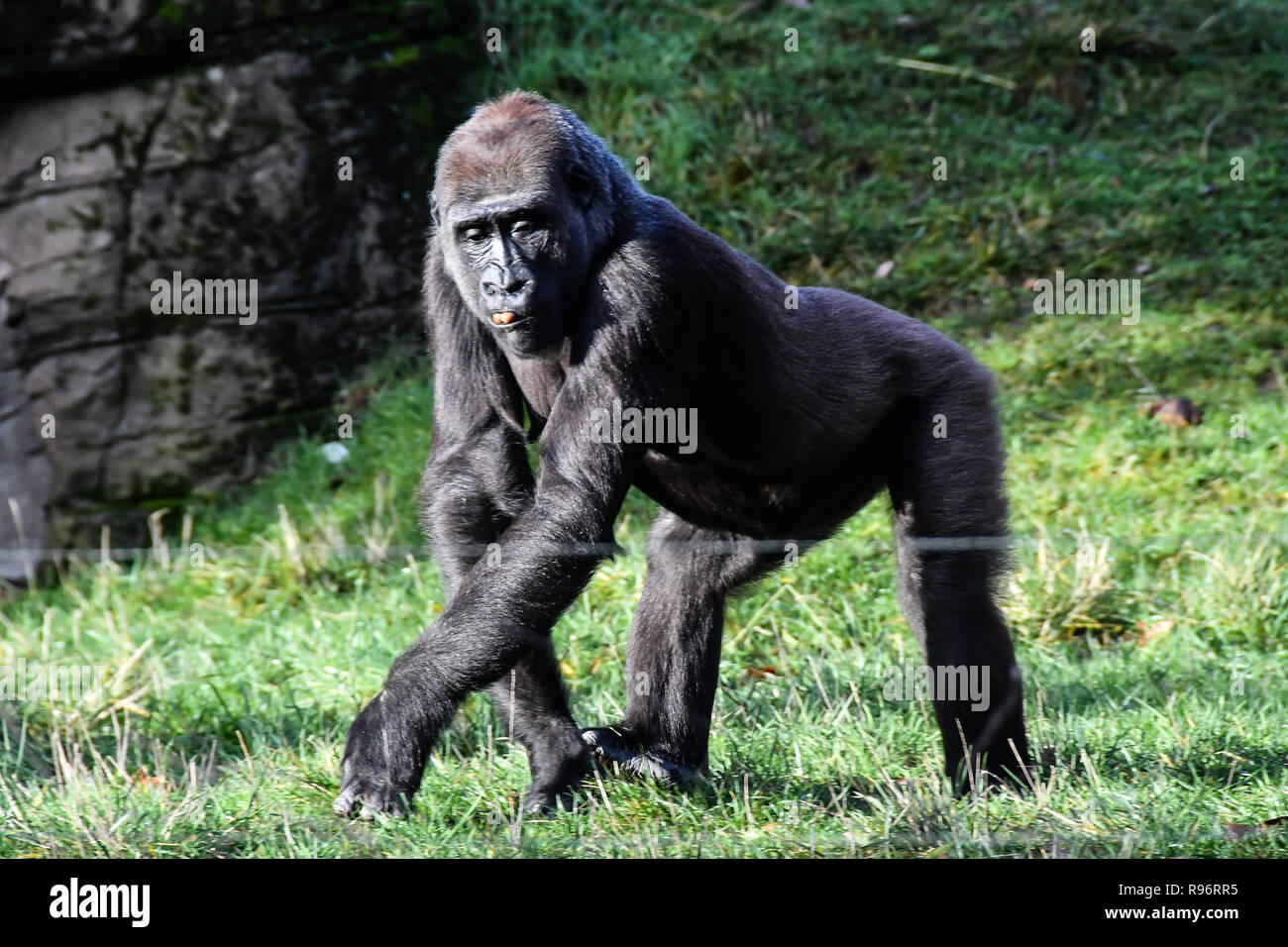 London, Großbritannien. 201Th Dez, 2018. Löwen, Gorillas und Kamele genießen festliche Leckereien Advent- Maßnahmen dieses Weihnachten im ZSL London Zoo am 20. Dezember 2018, London, UK. Bild Capital/Alamy leben Nachrichten Stockfoto